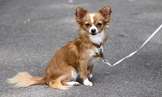 Chihuahua