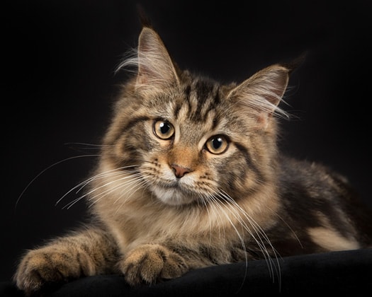 Maine Coon